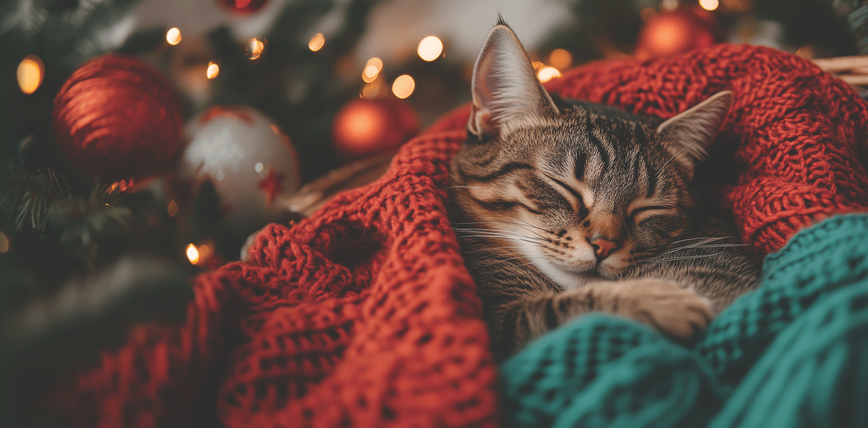 cozy christmas kitty