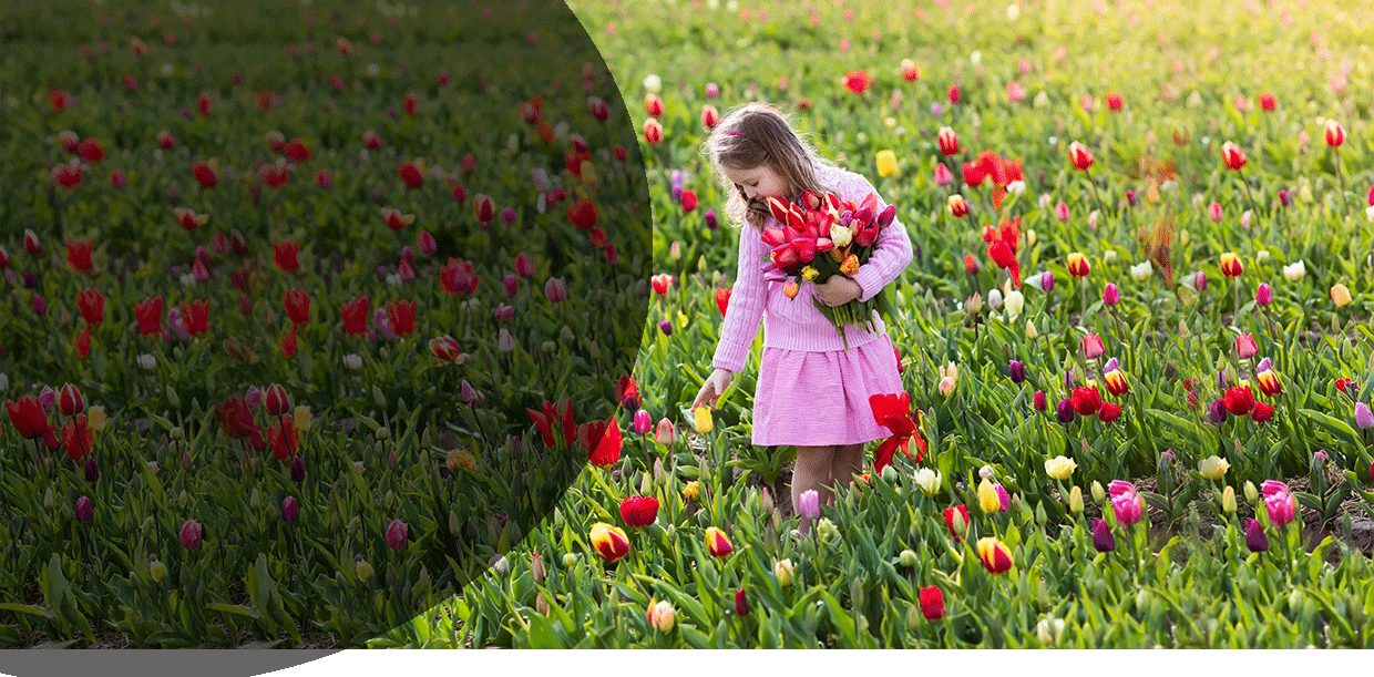 little girl in a pink dress picking tulips