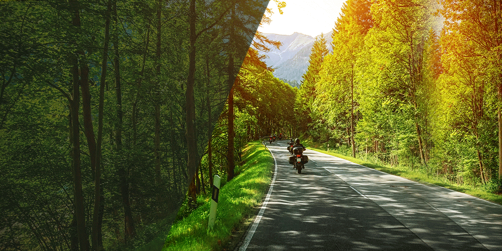 motorcycles riding down a beautiful forest lined road