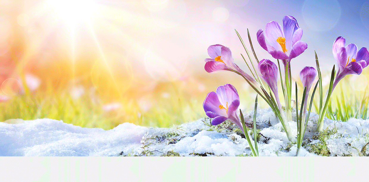 Spring flower breaking through the snow