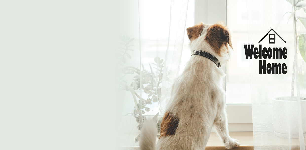 dog looking out window